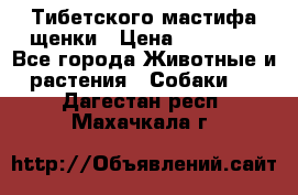  Тибетского мастифа щенки › Цена ­ 10 000 - Все города Животные и растения » Собаки   . Дагестан респ.,Махачкала г.